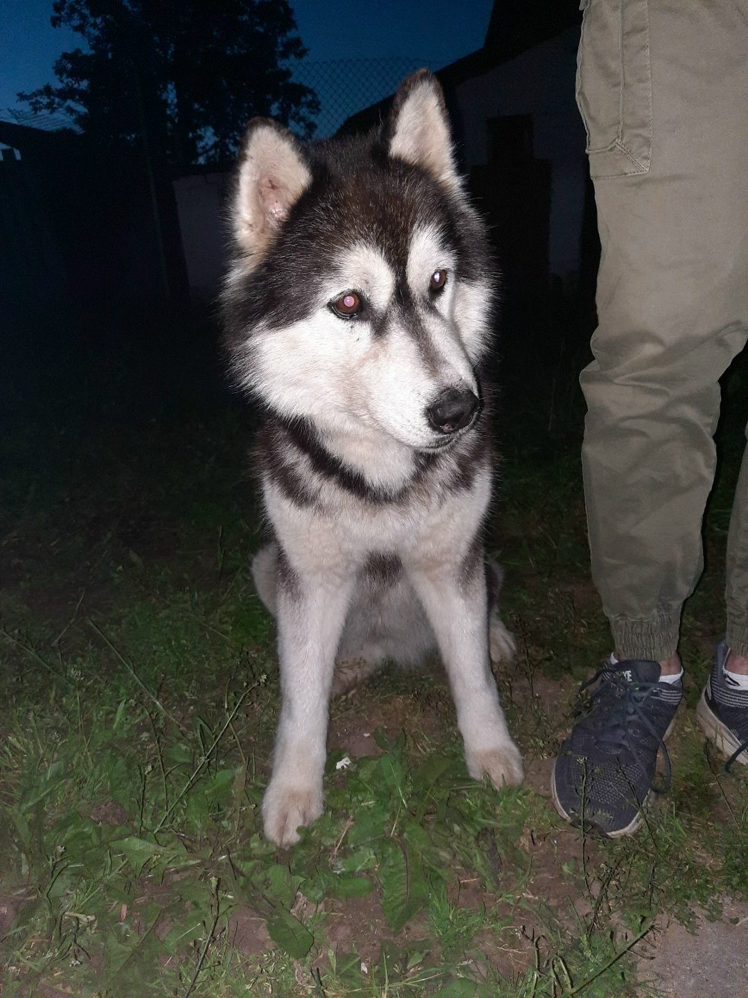 Найдена собака в Гродно — Ищет старых или новых хозяев собачка, похожа на хаски (девочка). Ей примерно 5 месяцев. Найдена около…