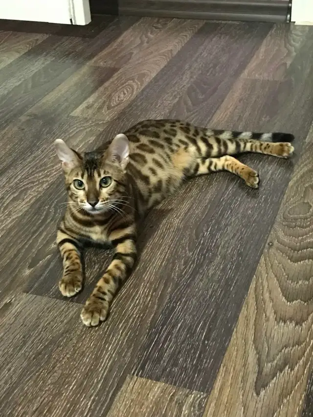 Пропала кошка в Гродно — фото объявления