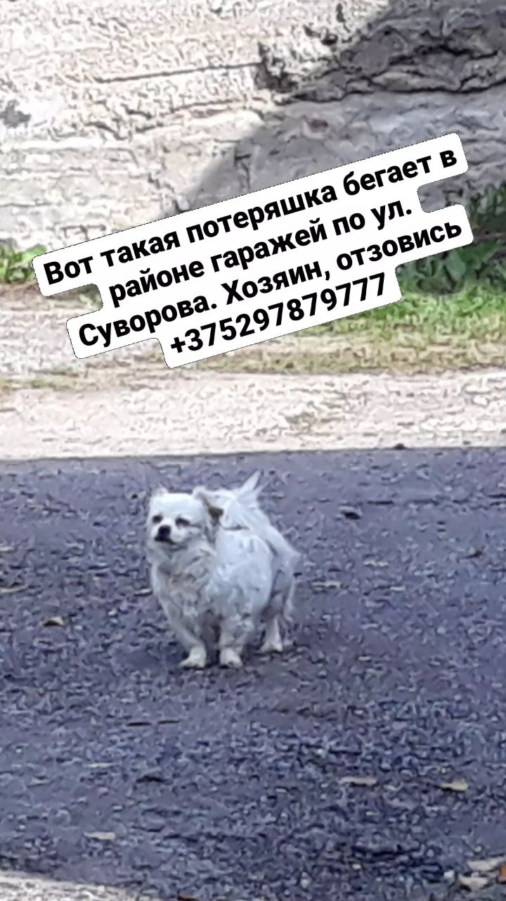 Пропала собака в Гродно — фото объявления