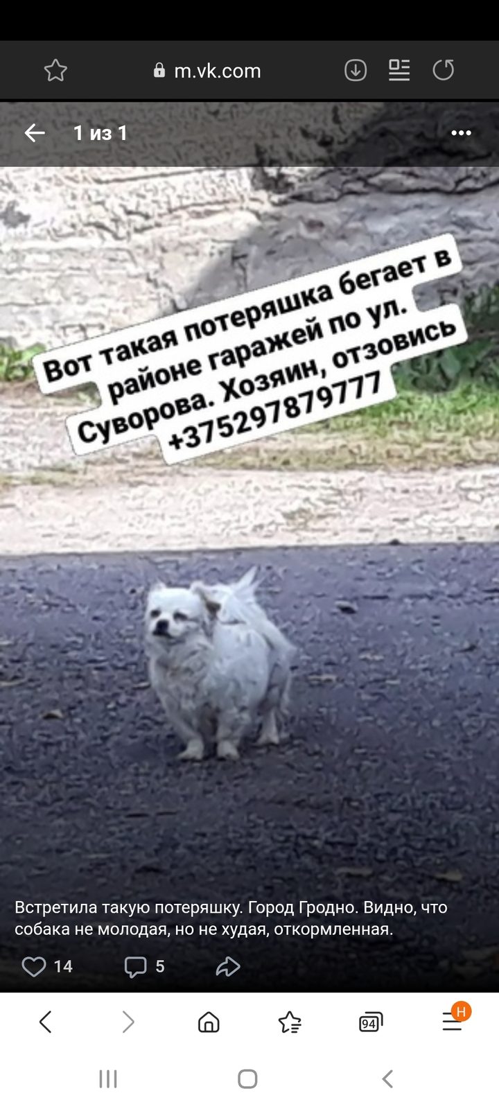 Найдена собака в Гродно — Это моя собачка. Кличка Тася. Может кто видел, знает что-то, где бегает, может кто-то взял себе…