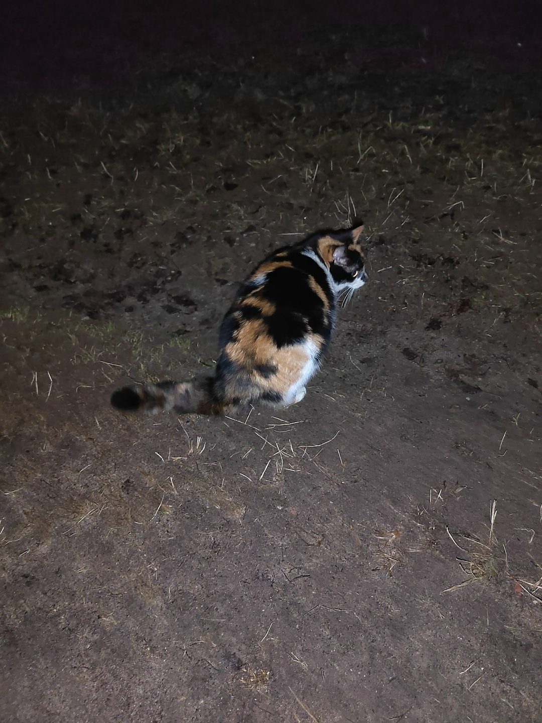 Найдена кошка в Гродно — Возле леса, район Поповича, парковка возле БСМП бегает кошечка, мяучет, очень ручная, может кто-то ищет😔