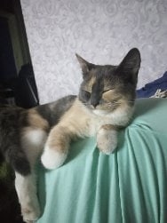 Пропала кошка в Гродно — фото объявления