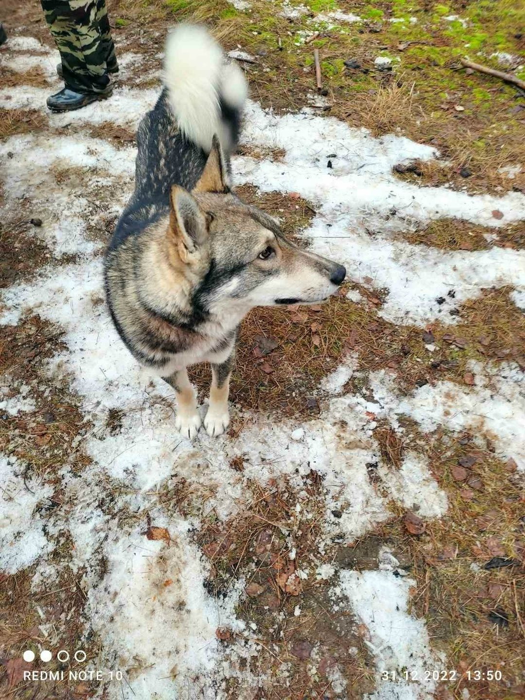 Найдена собака в Гродно — В районе д Богушовка,Рыбница пропала собака-лайка,цвет серый,2,5-3 года,если кто-то видел позвоните…