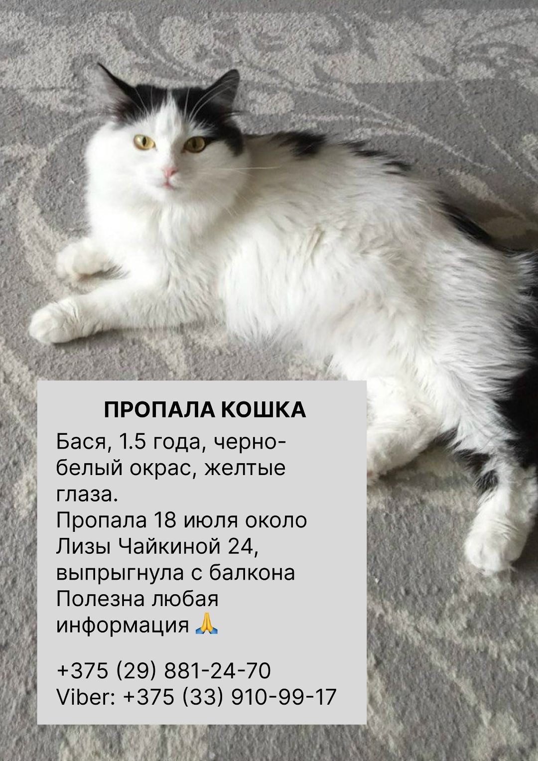 Пропала кошка в Гродно — фото объявления
