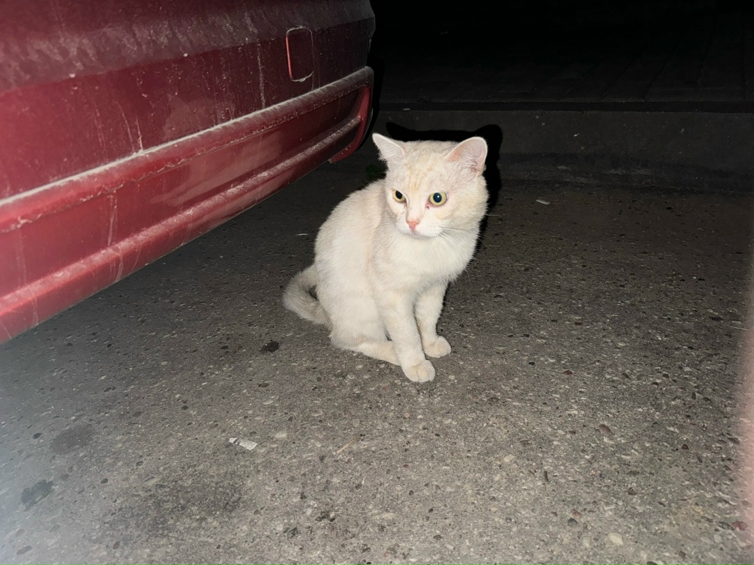 Найдена кошка в Гродно — Во дворе домов Лиможа 45, 45/1/2, ходит белый/кремового цвета кот в синем ошейнике, к людям привычный…