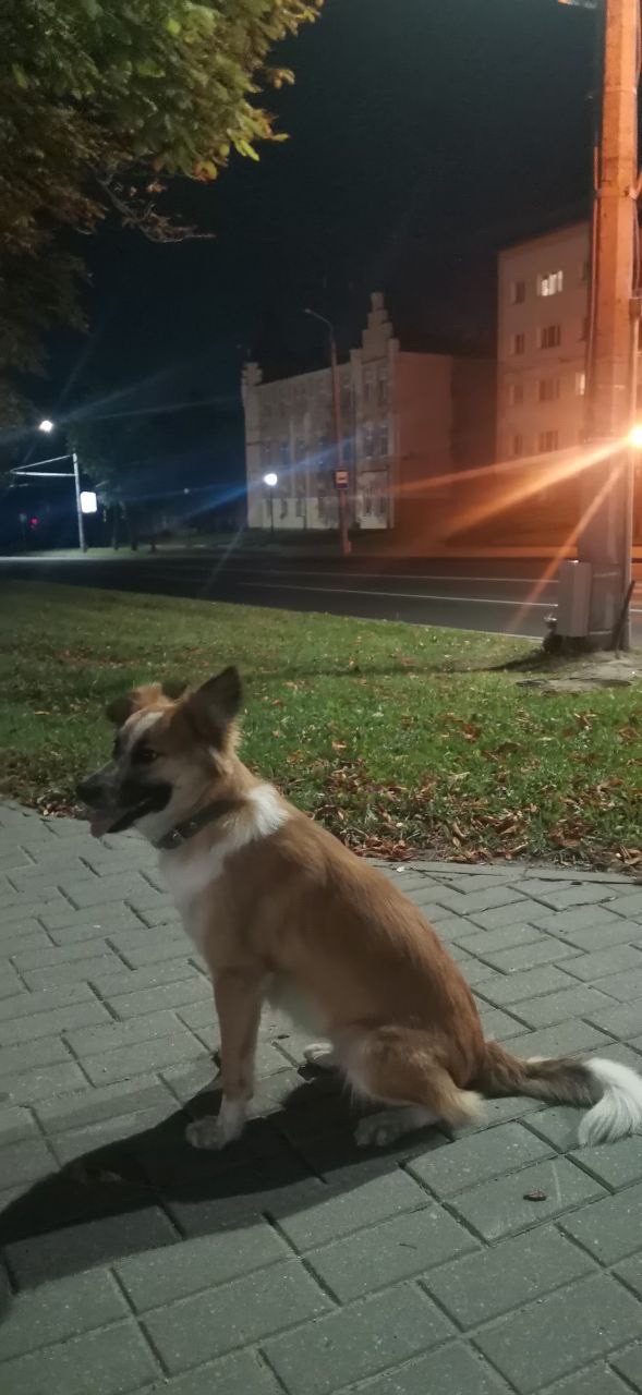 Найдена собака в Гродно — фото объявления