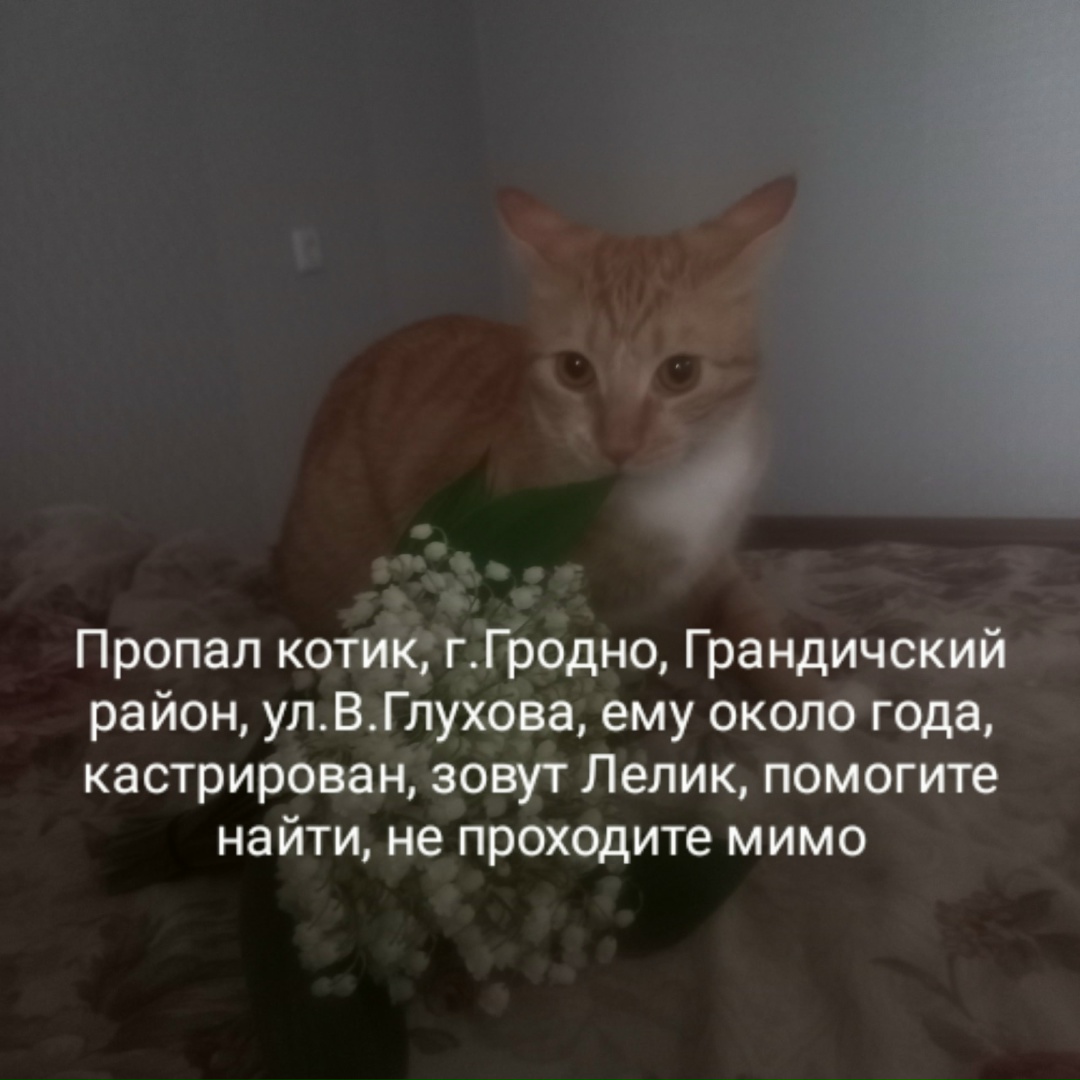 Пропала кошка в Гродно — фото объявления