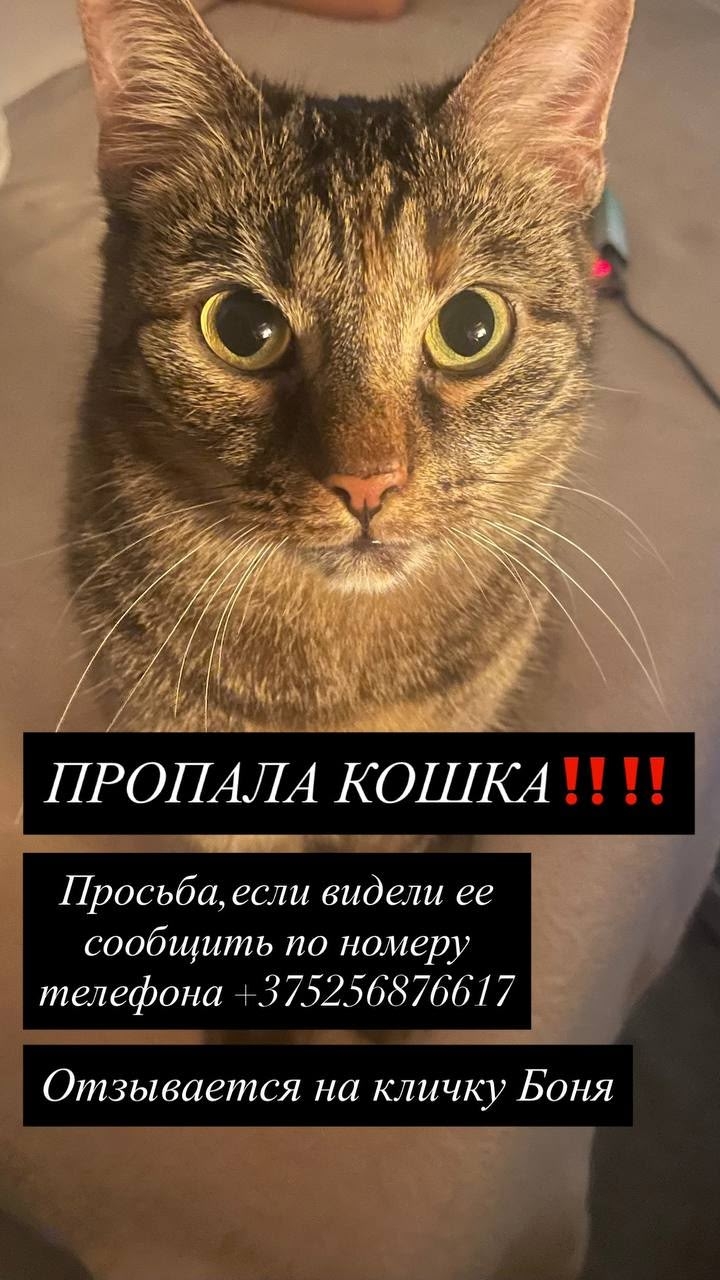 Найдена кошка в Гродно — фото объявления