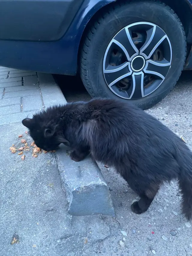 Найдена кошка в Гродно — Бегает кот/кошка на улице южной, идет к людям, видно домашний