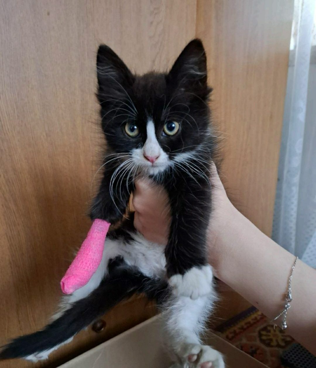 Найдена кошка в Пружанах — СРОЧНО ОТДАМ КОТЕНКА❗❗❗