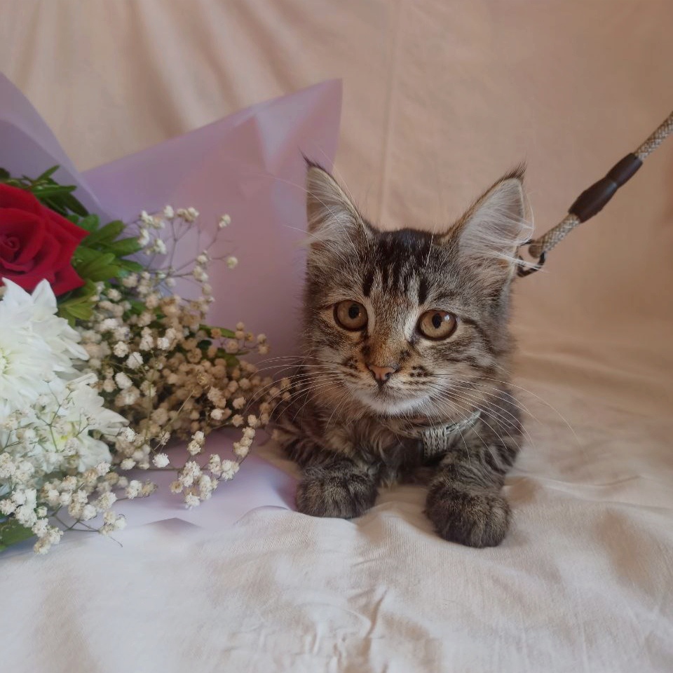 Найдена кошка в Пружанах — Котята ищут 🏡