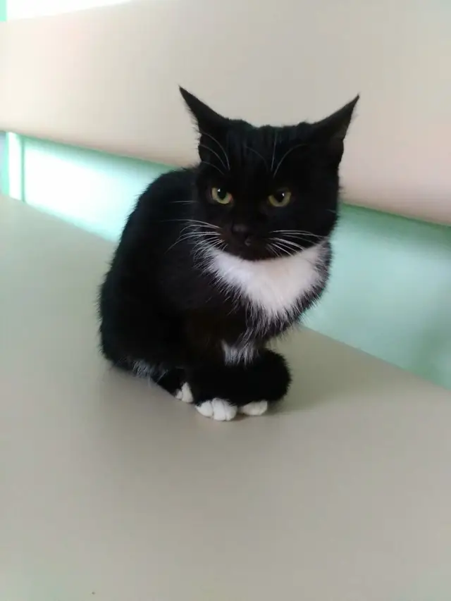 Найдена кошка в Кобрине — Выброшенная кошечка (нужна передержка или дом)