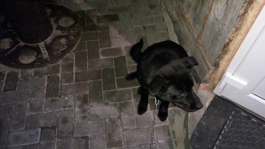 Найдена собака в Кобрине — Внимание, д.Борисово!01.01.17 около 01.00 найдена собака чёрного окраса, похожа на породу лабрадор…