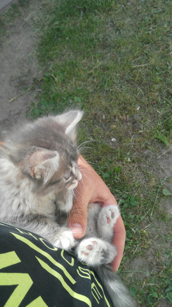 Найдена кошка в Кобрине — Может кто потерял красивого котёнка или кому нужен возле немиги повельен Светлана