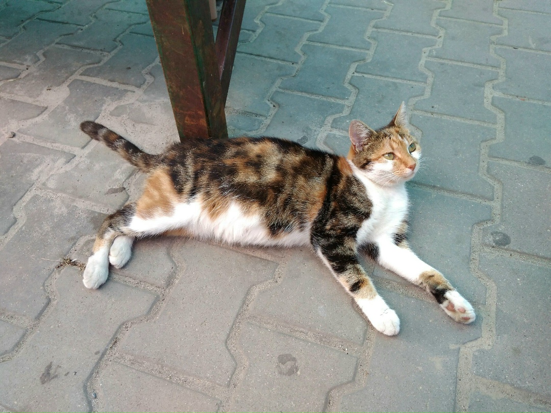 Найдена кошка в Кобрине — Видела кошечку возле полицейского участка.