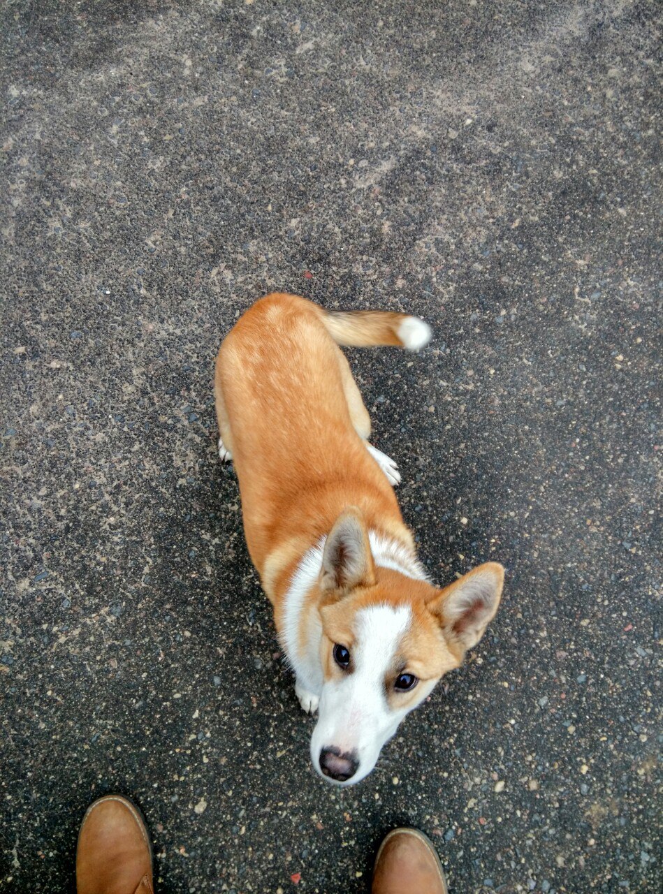 Найдена собака в Кобрине — фото объявления