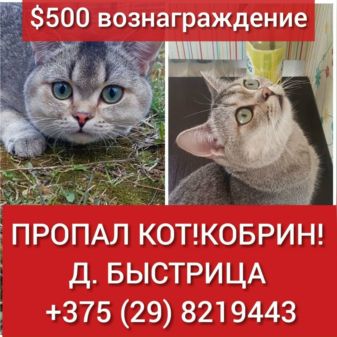 Найдена кошка в Кобрине — фото объявления