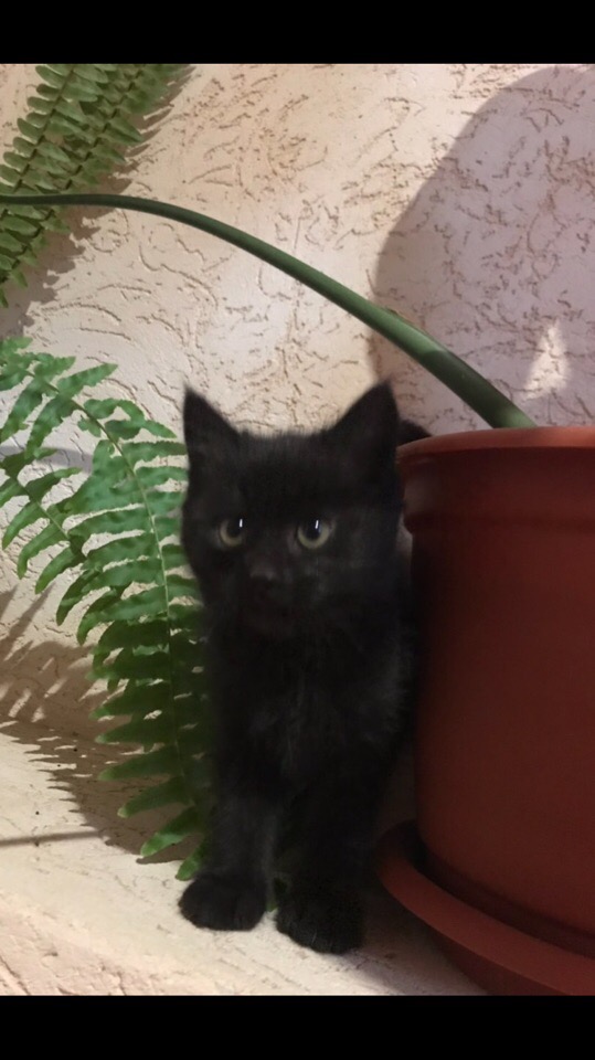 Найдена кошка в Кобрине — Чудесный котёнок ищет хозяина! Была найдена возле магазина Полесье, активная, здоровая , совсем кроха!…