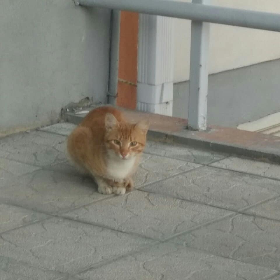 Найдена кошка в Кобрине — Минск #Каменная горка #потеряшка кто потерял котика? Ищем старых/новых хозяев .Подробности в личку.