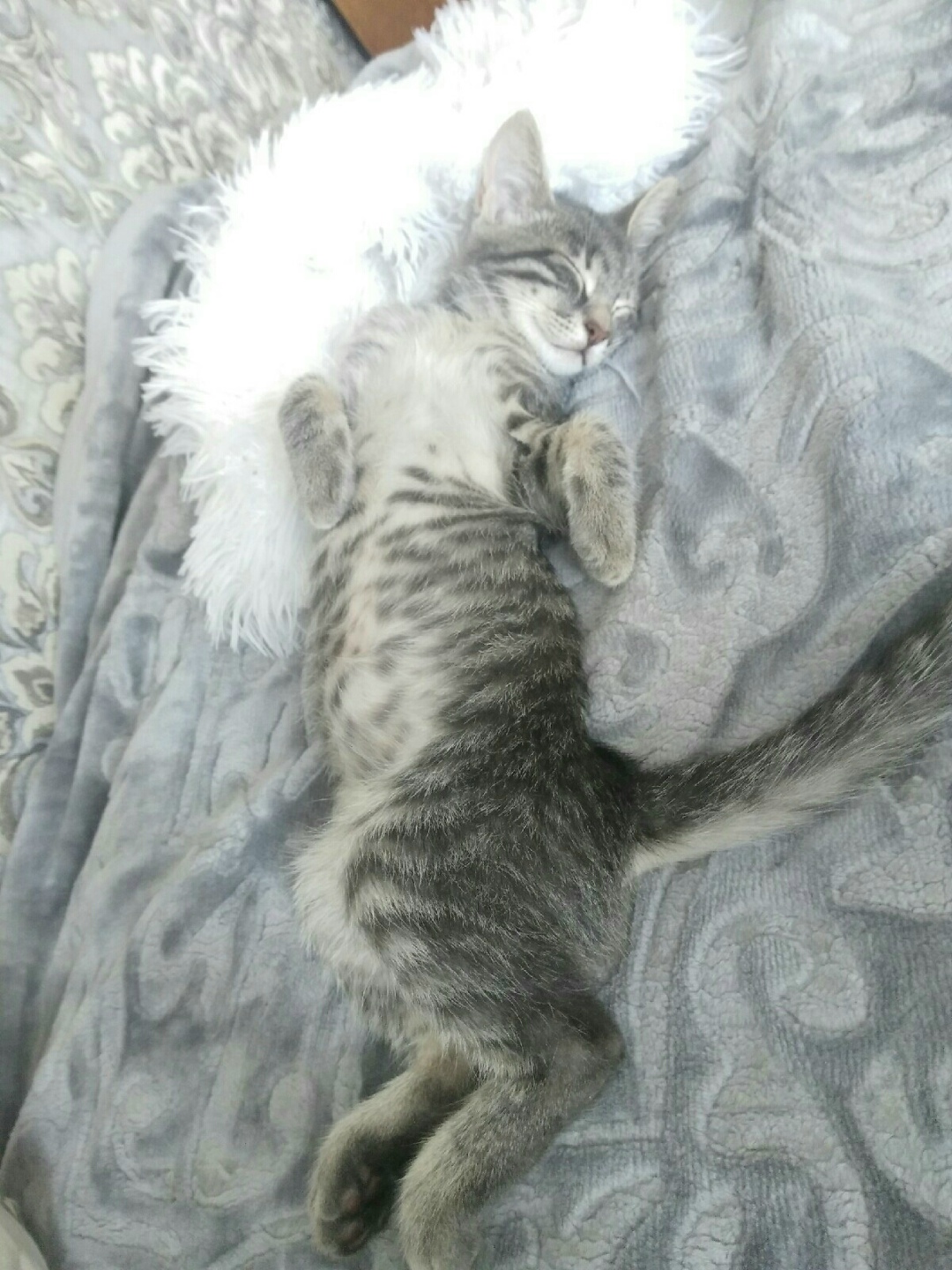 Пропала кошка в Кобрине — Помогите, пожалуйста, найти нашего котика❤🐈
