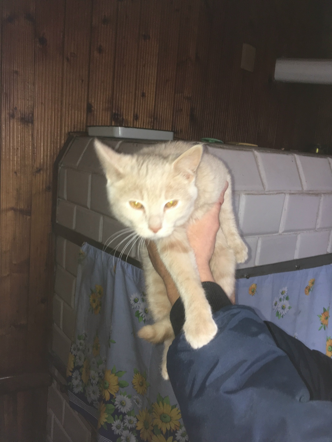 Найдена кошка в Кобрине — фото объявления