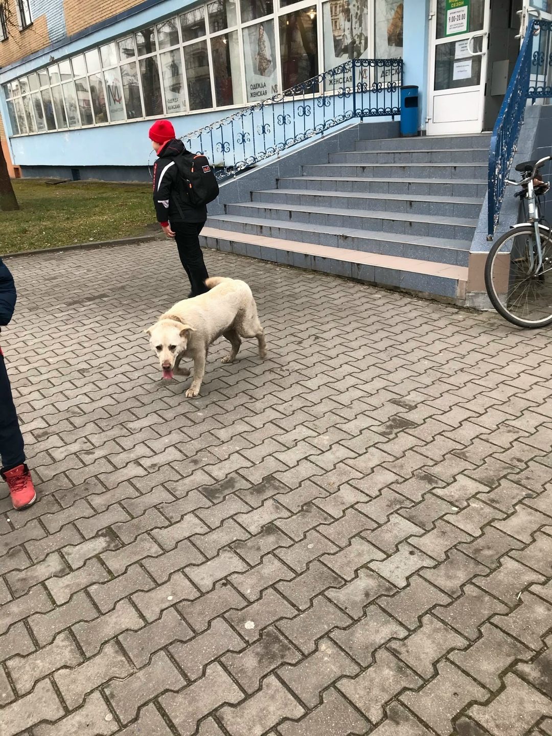 Найдена собака в Кобрине — фото объявления