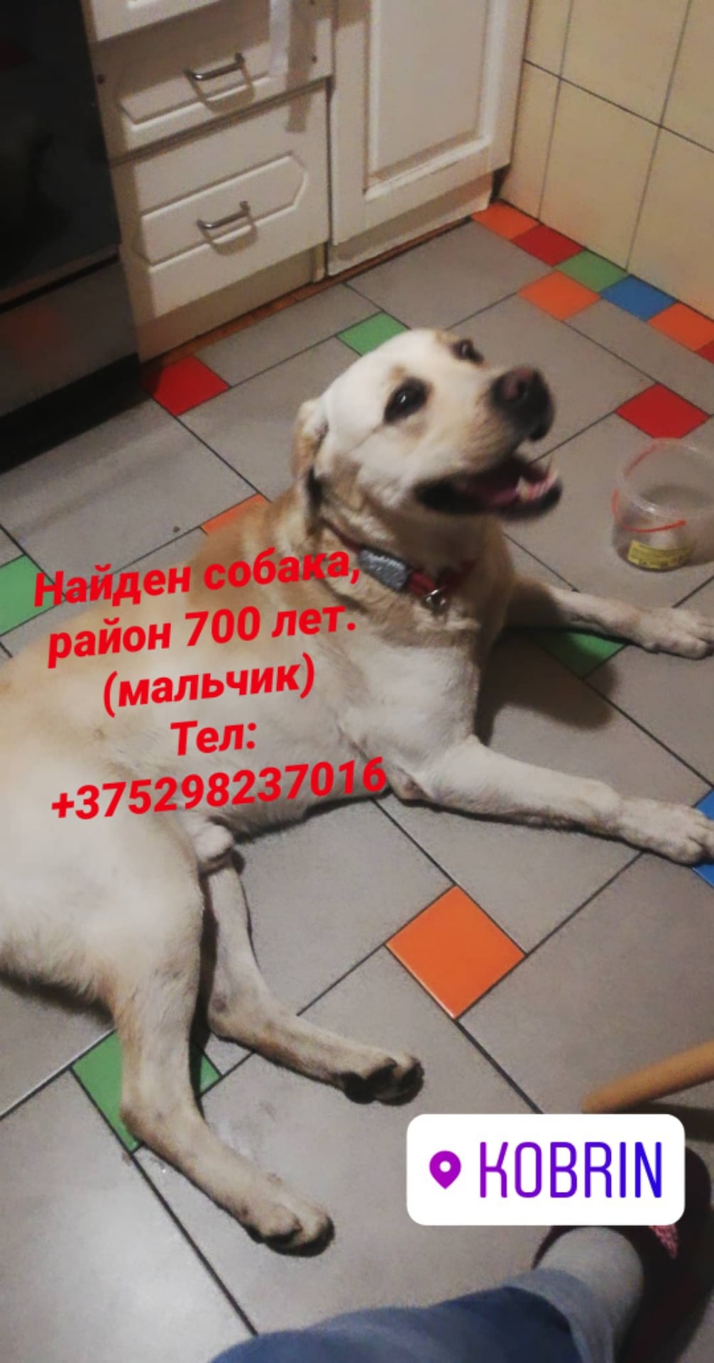 Найдена собака в Кобрине — СРОЧНО! Найдена собака, район 700 (мальчик) Долго в квартире держать не сможем т. к есть кошка! Тел…