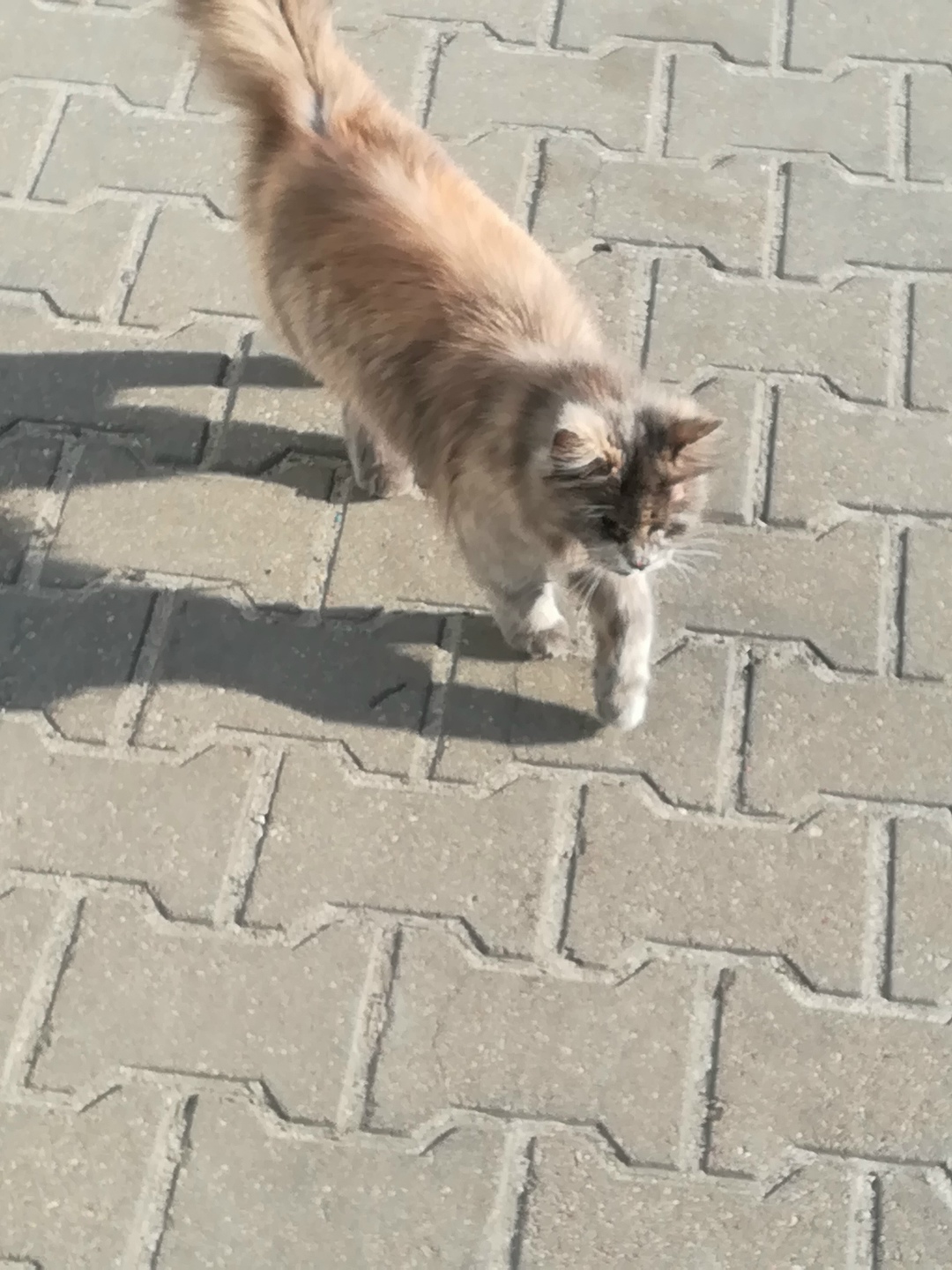 Найдена кошка в Кобрине — Чей котик потерялся! Ласковый, шерсть ухоженная, видно, что бывшедомашний. Нет одного глаза. Ходит и…