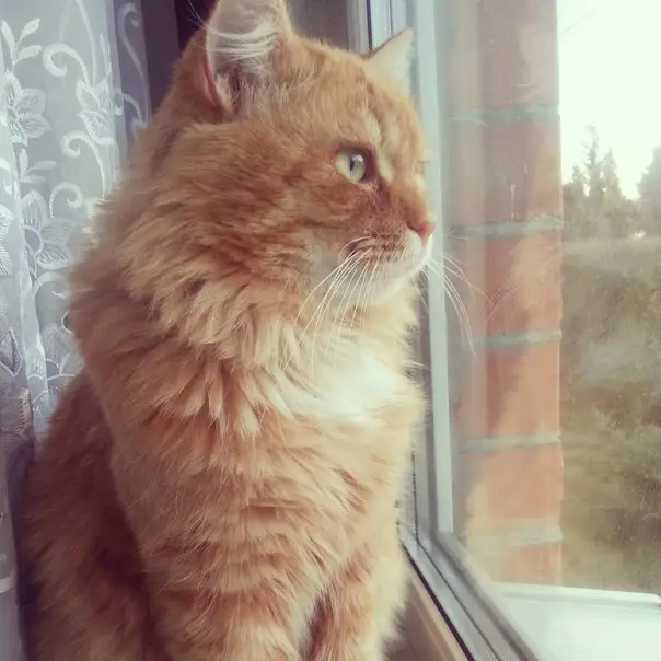 Найдена кошка в Кобрине — SOS!Пропал котик! Может кто-то видел! Помогите! В районе военного городка,4…
