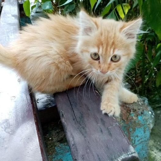 Найдена кошка в Кобрине — Г. Берёза #найденкотенок #котеноквдар #котята #котятабесплатно #котятавдар