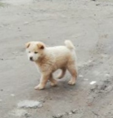 Пропала собака в Кобрине — фото объявления