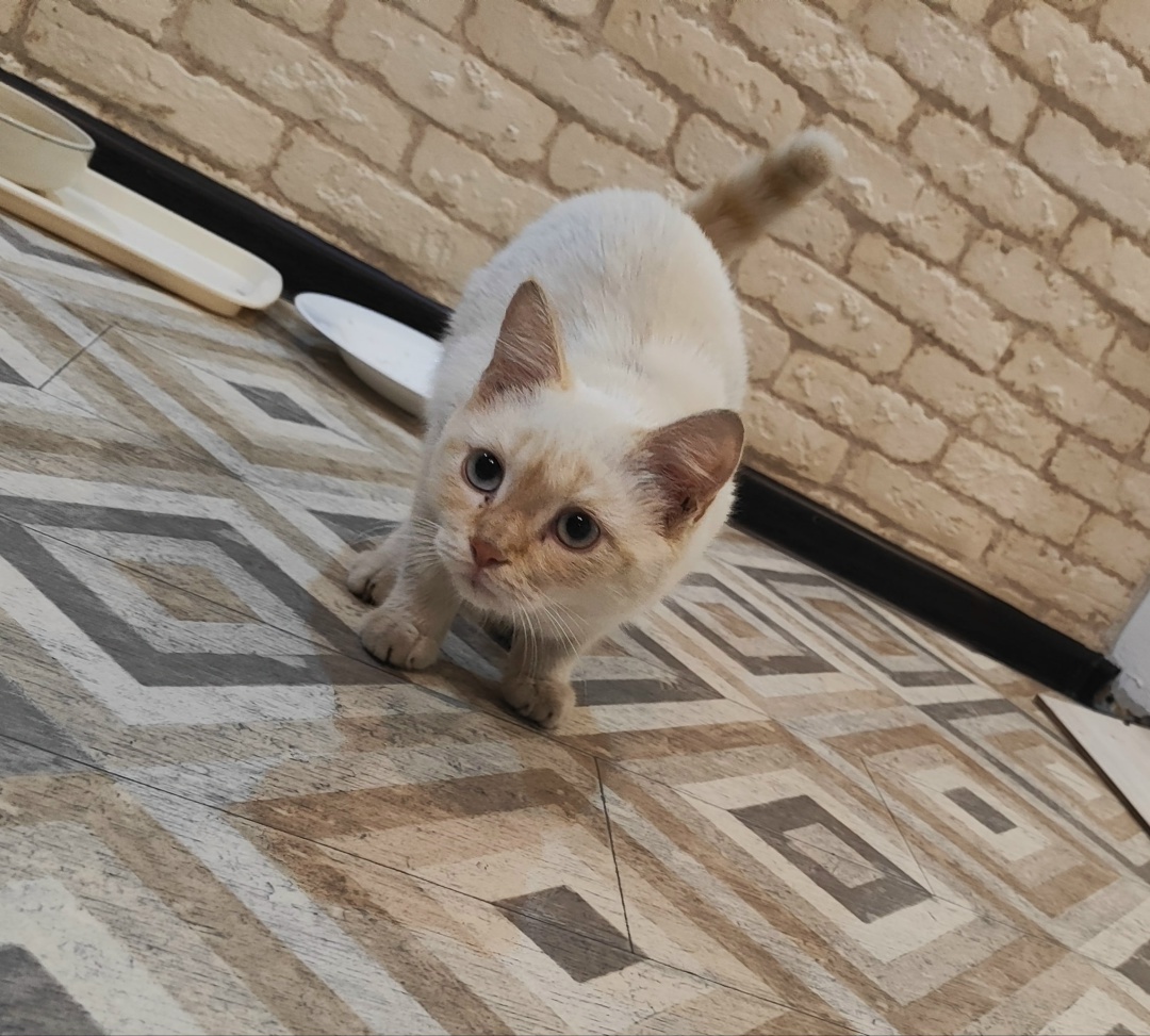 Найдена кошка в Кобрине — добрый день! прибился котик-явно домашний!мальчик,возраст-до…