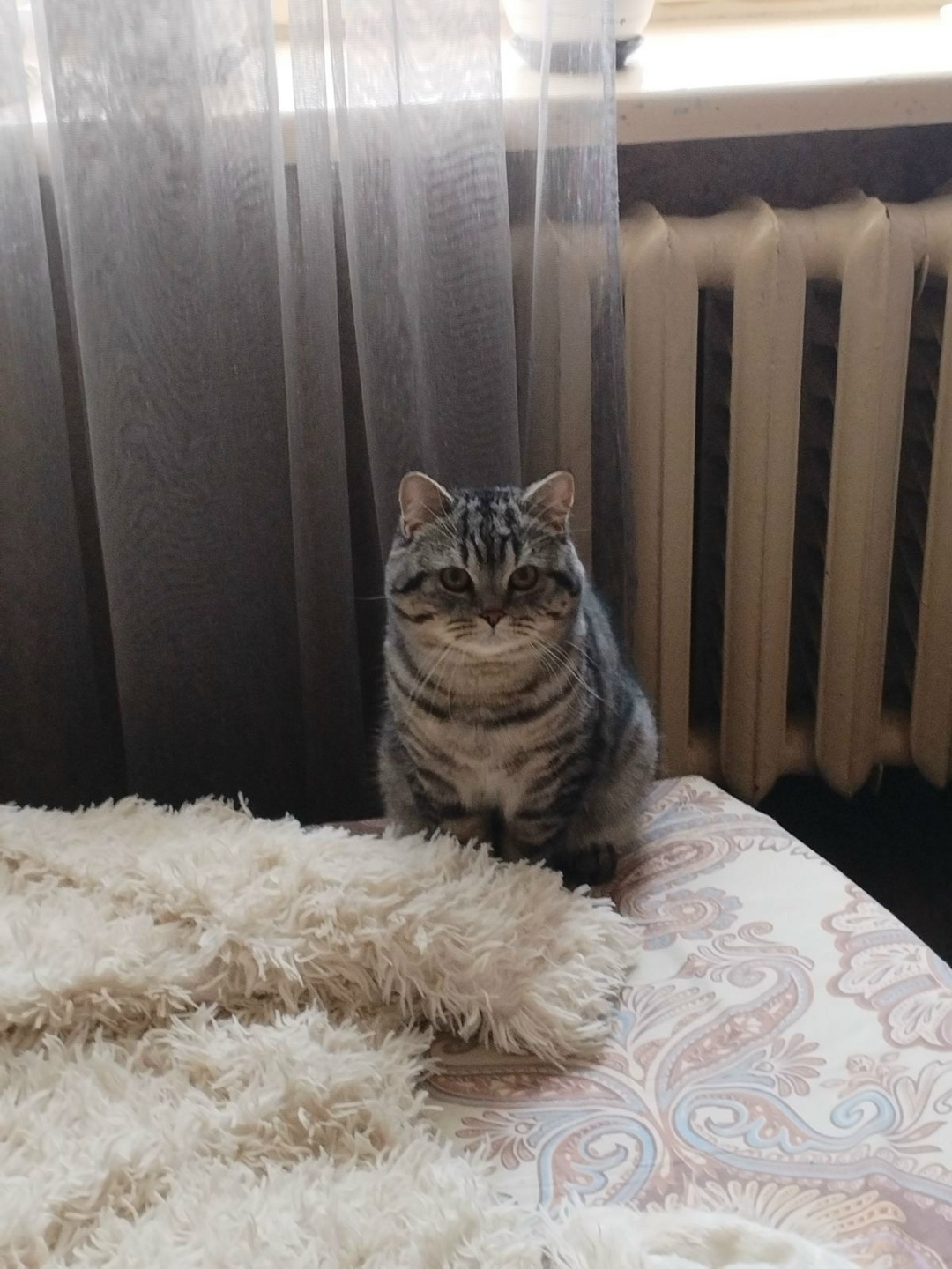 Пропала кошка в Кобрине — фото объявления