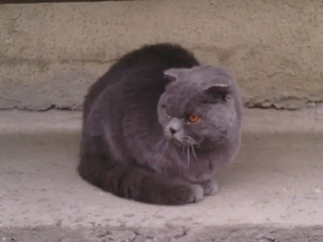 Найдена кошка в Кобрине — Доброе утро! Ребята, может кто котика потерял? Бегает по территории больницы, видно что голоден…