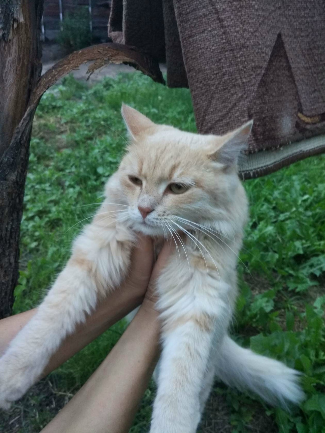 Найдена кошка в Кобрине — Здравствуйте, около 1,5 мес назад, в районе ул.Звездная (долина смерти) появилась кошка с красным…