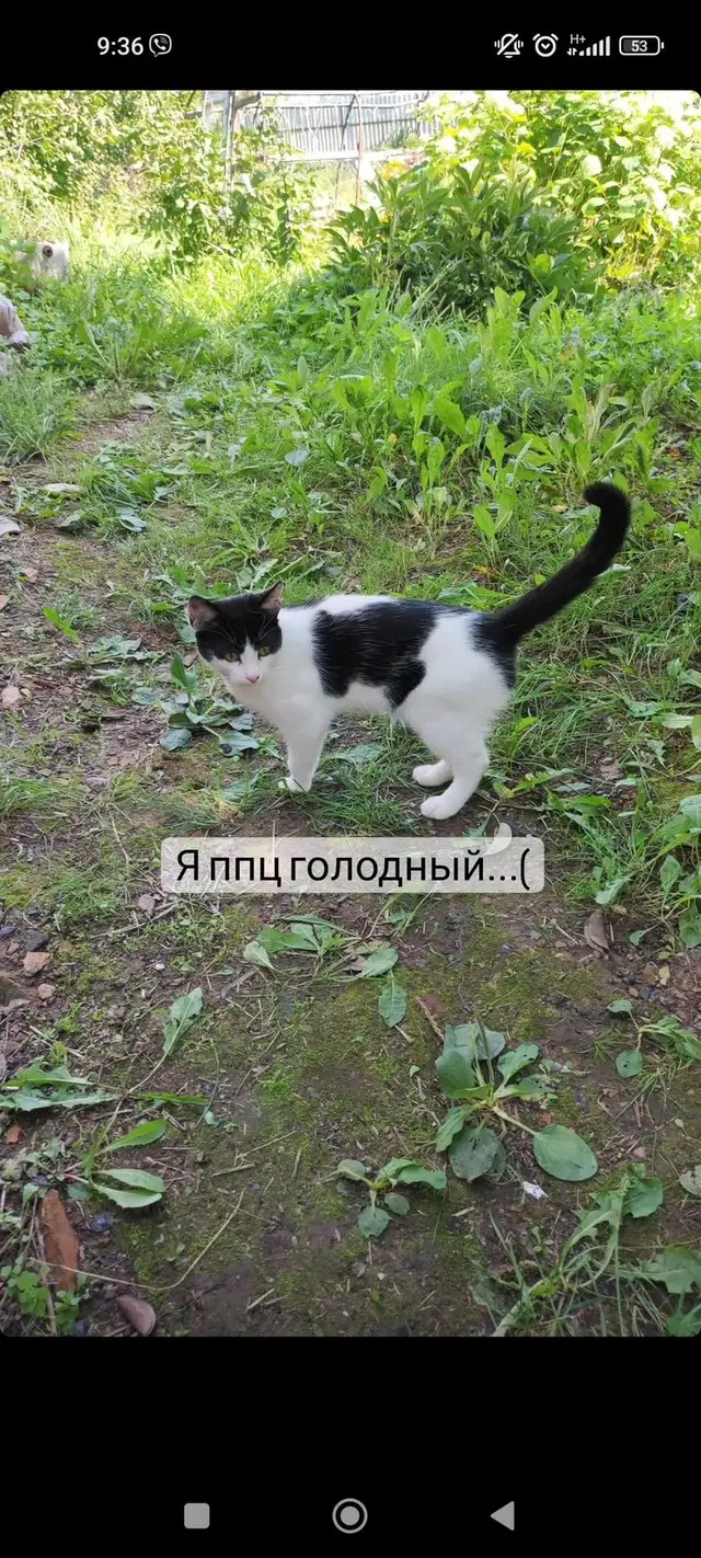Найдена кошка в Витебске — Этот худой и голодный котейка всю ночь просидел у дома, где его покормили... 😿 К сожалению, хозяева…