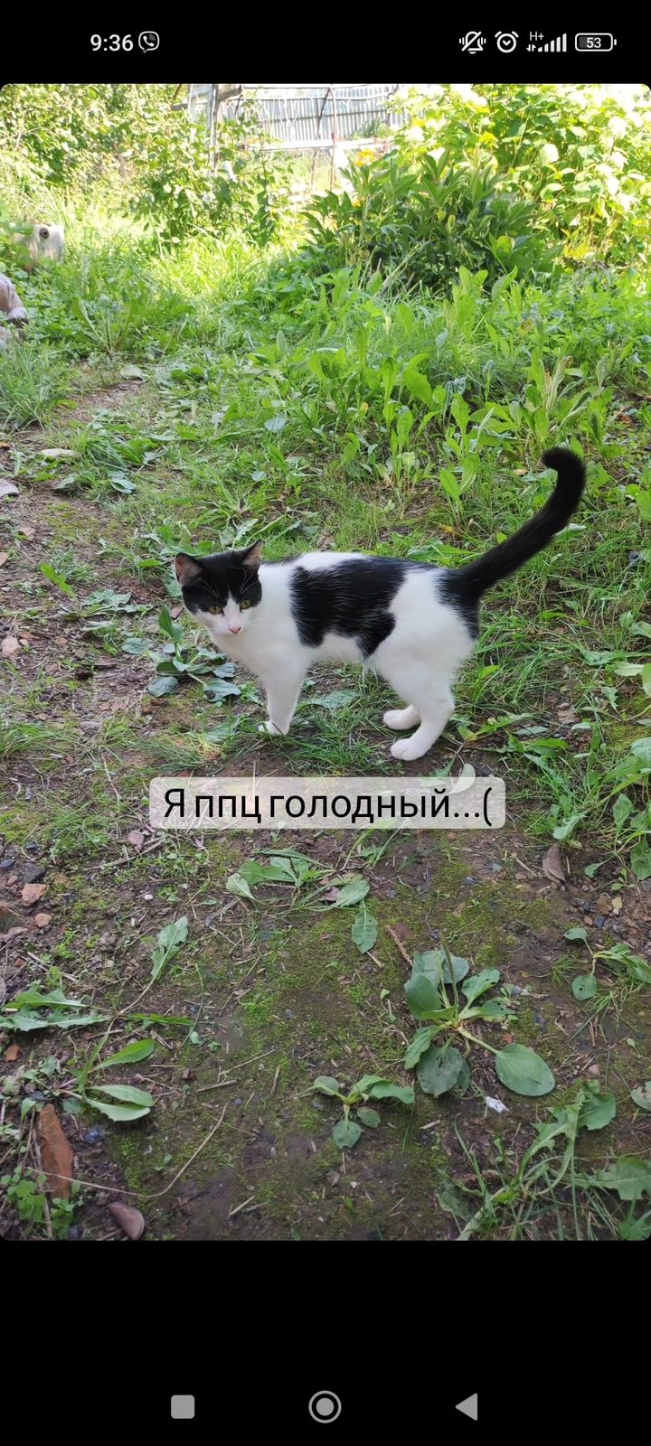 Найдена кошка в Витебске — Этот худой и голодный котейка всю ночь просидел у дома, где его покормили... 😿 К сожалению, хозяева…