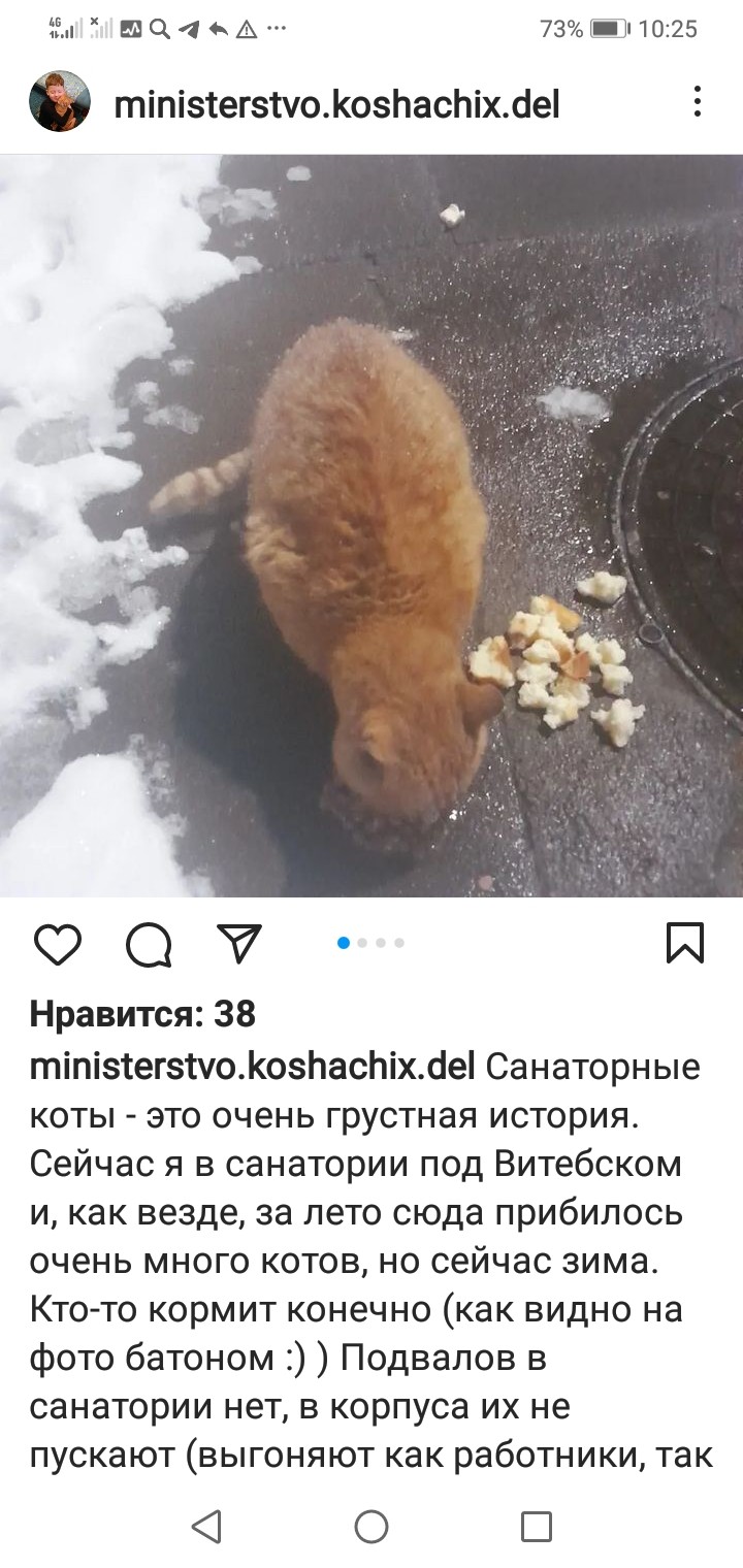 Найдена кошка в Витебске — Санаторий ЛЕТЦЫ, находится в 16 км от Витебска.