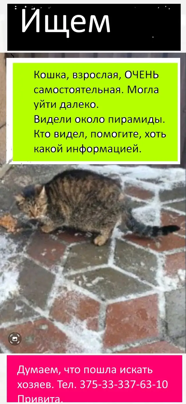 Найдена кошка в Витебске — фото объявления