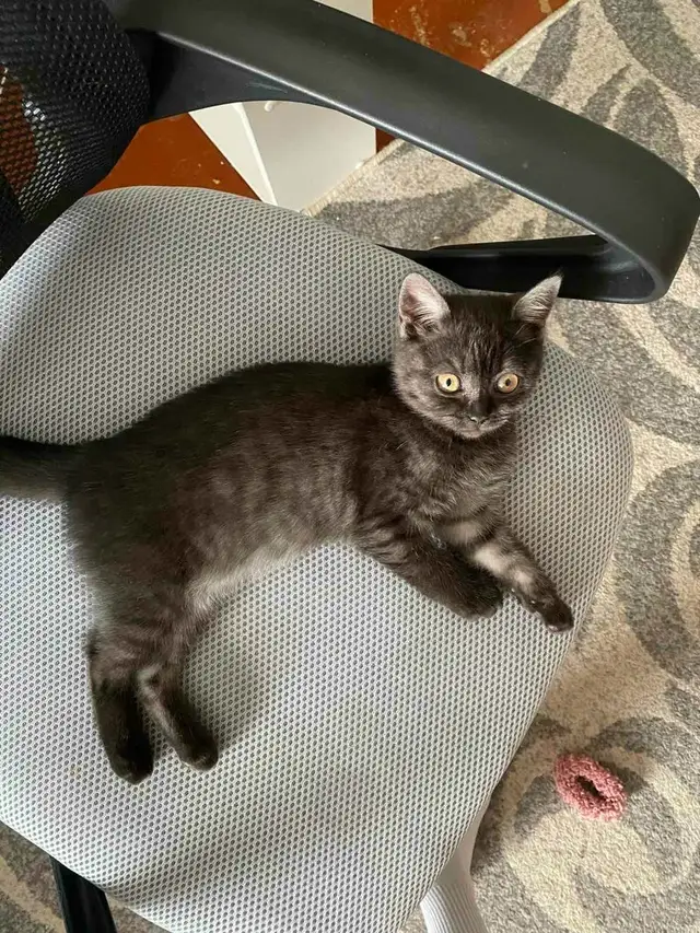 Пропала кошка в Витебске — фото объявления