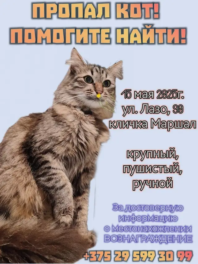 Найдена кошка в Витебске — ПОДДЕРЖИТЕ РЕПОСТАМИ