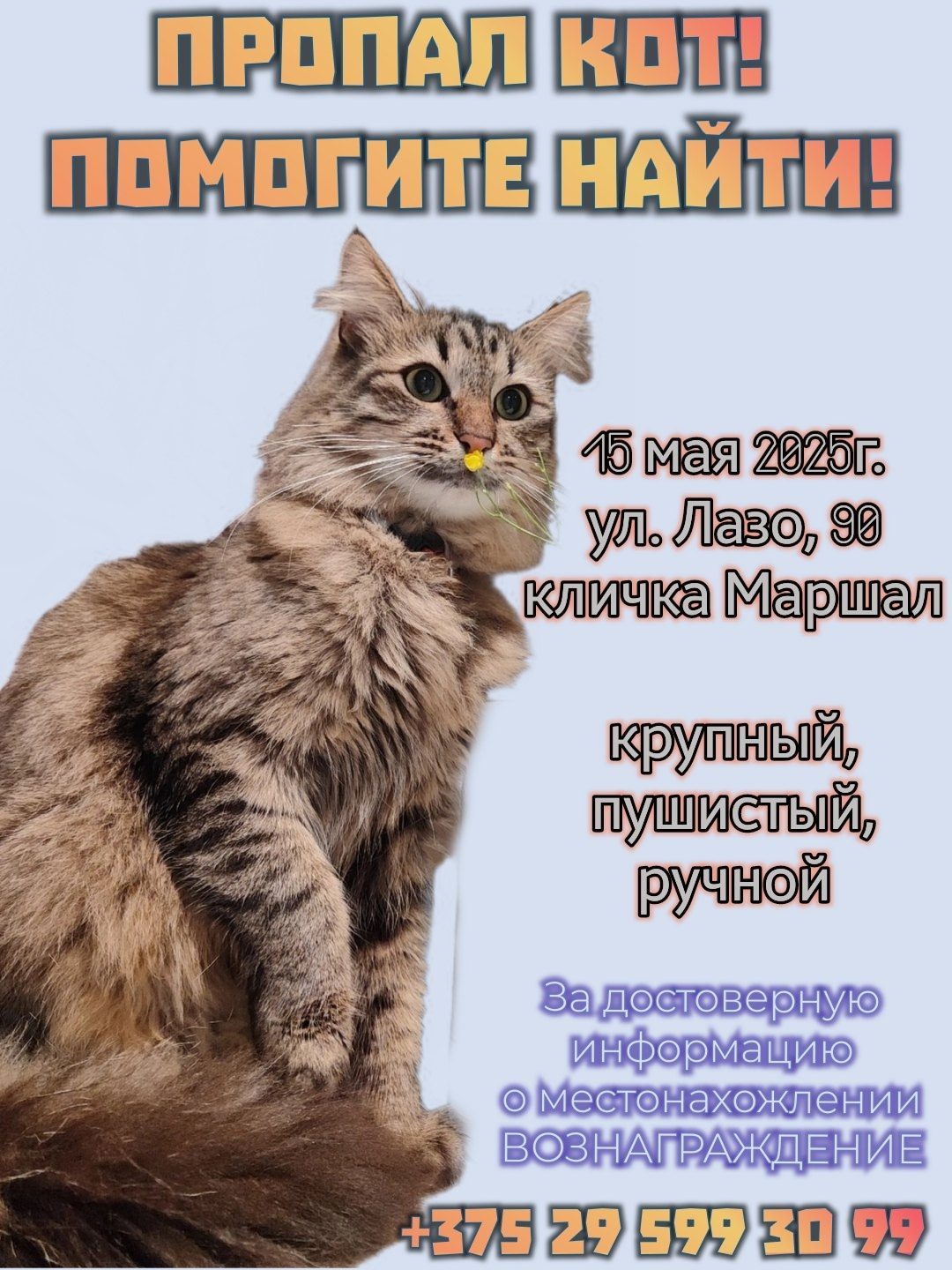 Найдена кошка в Витебске — ПОДДЕРЖИТЕ РЕПОСТАМИ