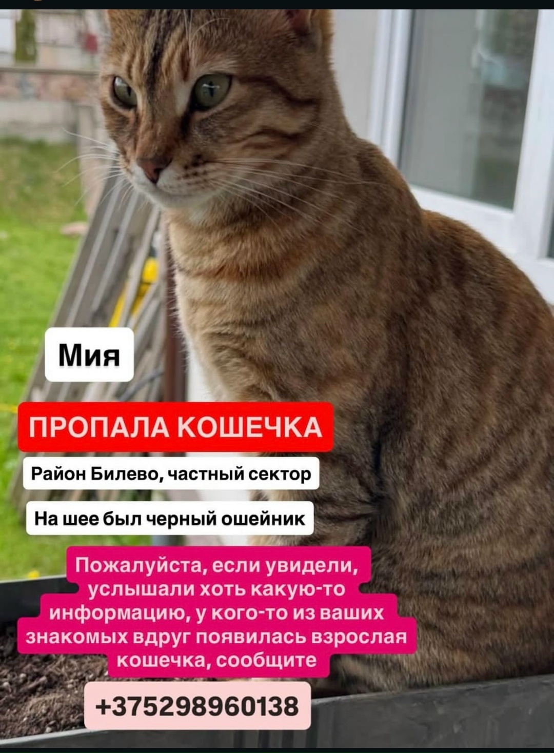 Пропала кошка в Витебске — фото объявления
