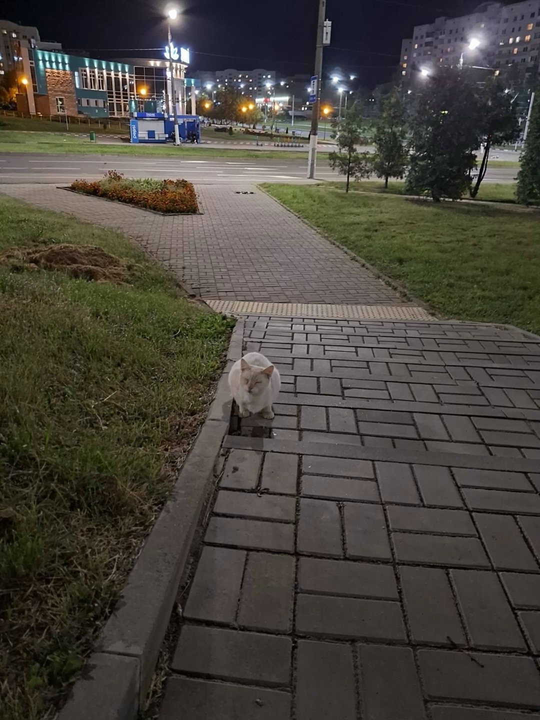 Найдена кошка в Витебске — SOS!!! Новая информация о белом коте, потеряшке ЦЕЗАРЕ. Вчера, 23.09.2025 в 22 часа в районе жилого…