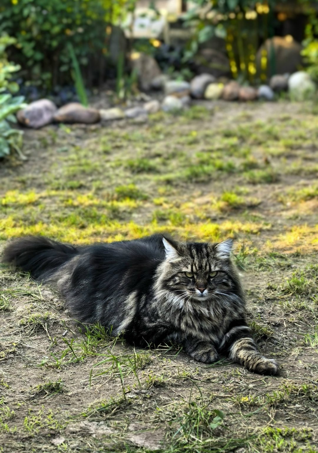 Найдена кошка в Витебске — Продолжаем поиски кота, 4 года, сибирской породы. Ошейник жёлтого цвета, с номером телефона. Кот…