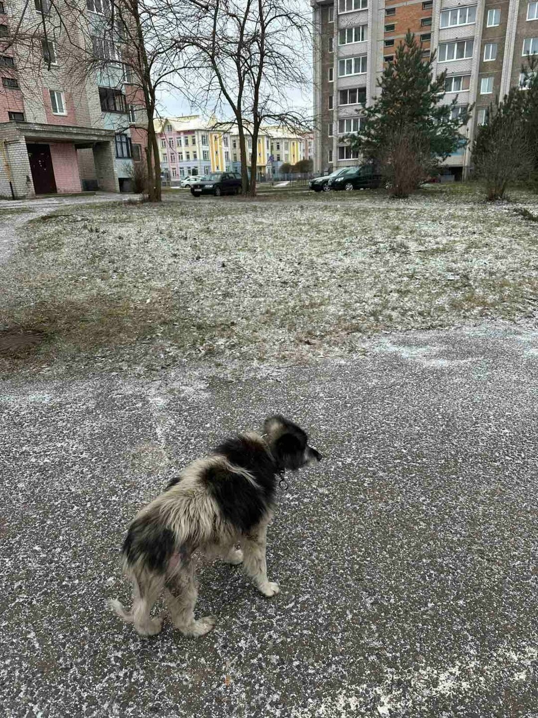 Найдена собака в Полоцке — Недалеко от остановки Матросова около железнодорожного дома ходит собачка с ошейником людей не боится