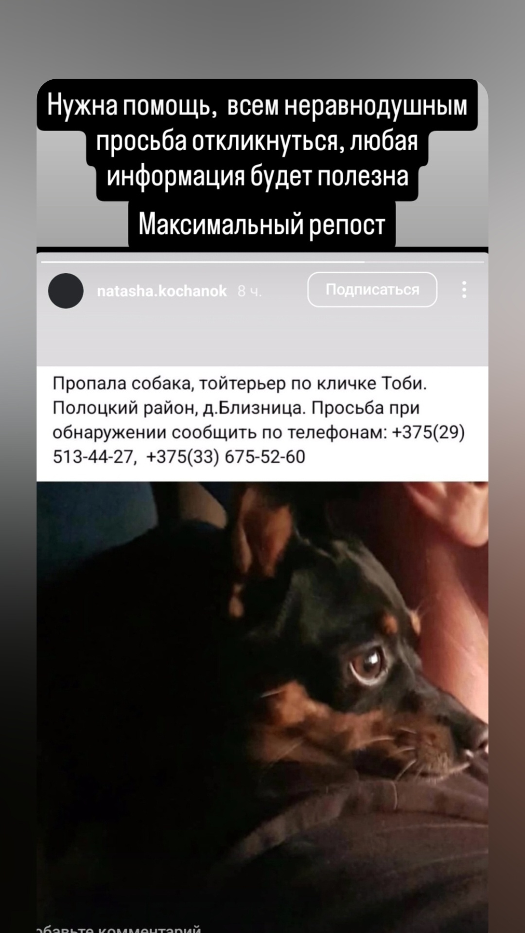 Пропала собака в Полоцке — фото объявления