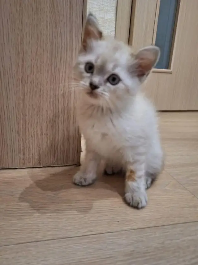 Найдена кошка в Полоцке — На ул. Молодёжная 245 найден котёнок во 2 подъезде. Расклеили объявления но никто не отозвался. Может…