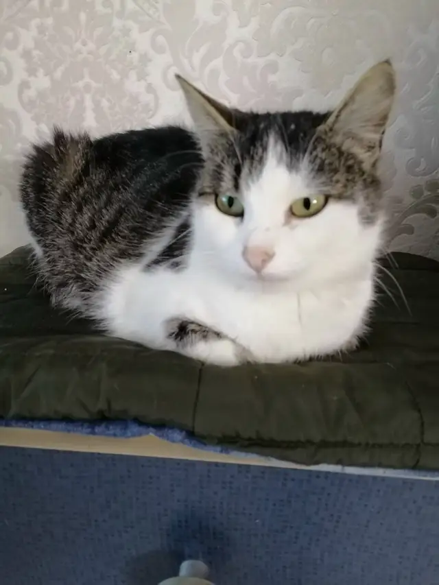 Найдена кошка в Полоцке — Кошку Машу забирали с котятами с недостроенной фермы , к ней еще подложили 4 найденных котенка . Маша…