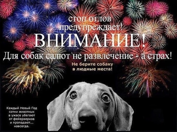 Найдена собака в Полоцке — НЕ БЕРИТЕ СОБАКУ НА САЛЮТ!